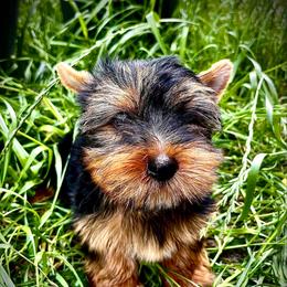 Roy (boy 1) - Black and tan male Yorkshire Terrier puppy in San Antonio, Texas from CISCOK9