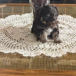 Bocephus - Phantom male Poodle puppy in Aberdeen, Minnesota from South Dakota Poodles
