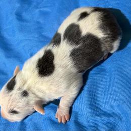 Boy 1 - Blue male American Staffordshire Terrier puppy in Roseburg, Oregon from Bold & Beautiful Amstaffs