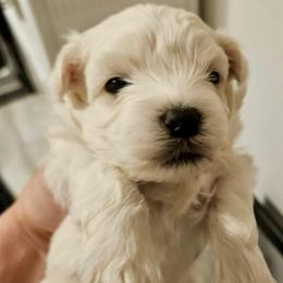 Boo bear boy 1 (blue) - White and buff male Bichon Frise puppy in Lavon, Texas from Sissy’s Heavenly Paws