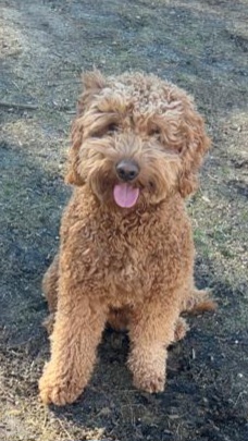 Bentley - Goldendoodle