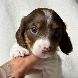 Stitch - Piebald male Dachshund puppy in Hesperia, California from Teenie Tiny Doxies