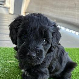 Franie ESA lines - Black female Schnoodle puppy in Temple, Texas from Schnauzers Of Taylor