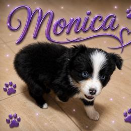 Monica - Black & white female Miniature Australian Shepherd puppy in Lubbock, Texas from Baby Storm Kennels