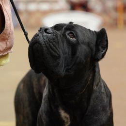 Deus - Cane Corso