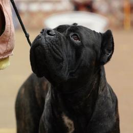 Deus - Cane Corso