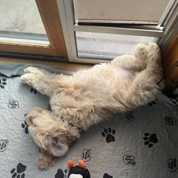 Goldendoodle Puppies from Lundee Doodles