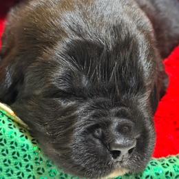 Boy 2 - AKC Registered Brown - Black male Newfoundland puppy in Marshall, Missouri from Majestic Gentle Giants