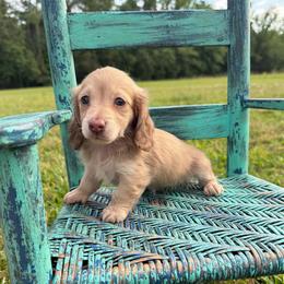 Delta - Cream female Dachshund puppy in New Albany, Mississippi from Double A. Doxies