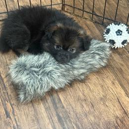 Tux - Black parti male Pomeranian puppy in Costa Mesa, California from Wheresmil0