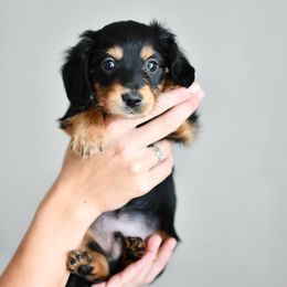 David Bowie - Black and tan male Dachshund puppy in Youngstown, Florida from Paradox Dachshunds