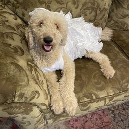 Mochi - Goldendoodle