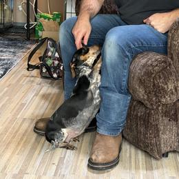 Moonpie - Dachshund
