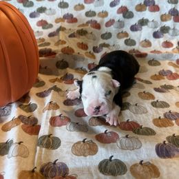 Carson - Black brindle and white male Boston Terrier puppy in Lakewood, California from So Cal Boston’s