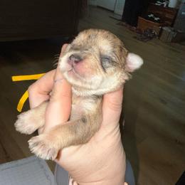 Yellow Collar - Merle female Schnoodle puppy in Winchester, Tennessee from Mahaffey’s Doodles