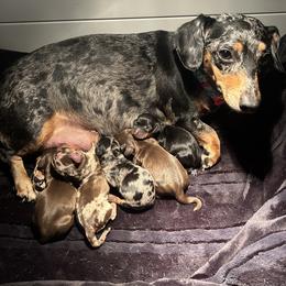 Dachshund Puppies from Dapper Dachshund