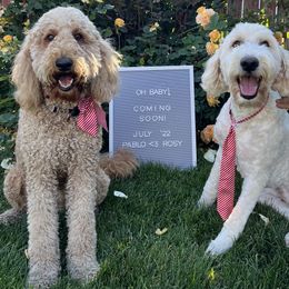 Goldendoodle Puppies from Columbia River Doodles