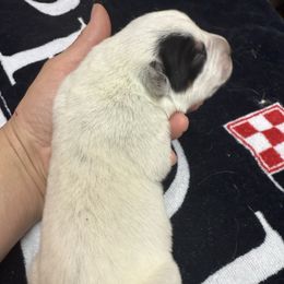 Peko - Blue male Australian Cattle Dog puppy in Billings, Montana from Sugarloaf French bulldogs