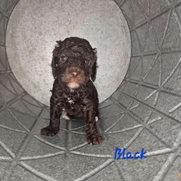 Ewok - Brown and white male Cockapoo puppy in Fort White, Florida from Jade
