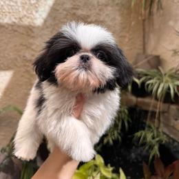 Clyde - Black and white male Shih Tzu puppy in Apple Valley, California from Southern California Shih Tzu Palace