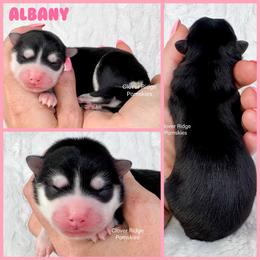 Albany - Black and white female Pomsky puppy in Sheffield, Iowa from Clover Ridge Pomskies