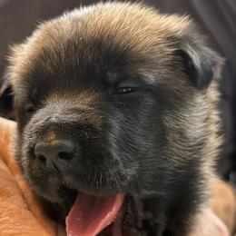 Tan Collar Boy 4 - Fawn male Belgian Malinois puppy in Franklin, Virginia from Morning Star Malinois