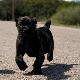 Missy - Chestnut brindle female Cane Corso puppy in Sandia, Texas from OneTime Cane Corso