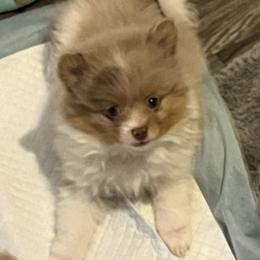 Boy 3 - Chocolate merle male Pomeranian puppy in Maplefalls, Washington from Snow peak poms
