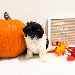 Mufasa - Black male Goldendoodle puppy in Kissimmee, Florida from Poodle Doodle Kennels