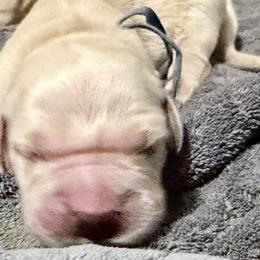 Cupid Puddle - Light golden male Golden Retriever puppy in Gainesville, Florida from Heart and Soul Dog Breeding, Inc.