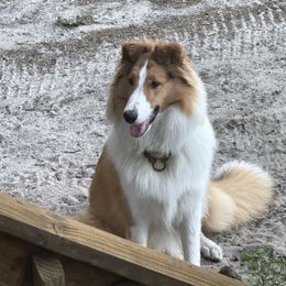 Girl 6 (Lime) - Sable and white female Collie puppy in Citra, Florida from Faith Rough Collie’s