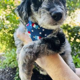 Aussiedoodle Puppies from Sheila Harwell