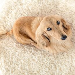 Leia - Dachshund