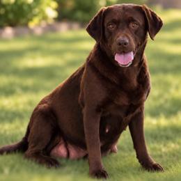 EMBER - Labrador Retriever