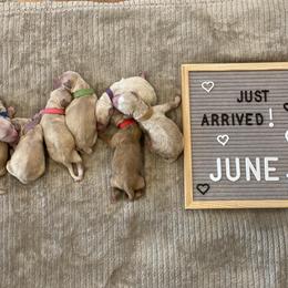 Australian Labradoodle Puppies from Kings Labradoodles