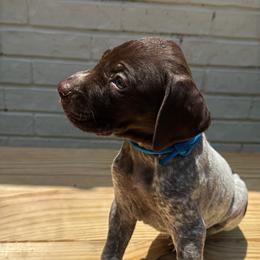 Red - Liver roan male German Shorthaired Pointer puppy in Orange, Texas from River Bottom Pointers