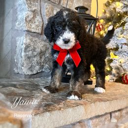 Addie - Tri-color female Bernedoodle puppy in Salina, Oklahoma from Hudson Shore Bernedoodles