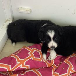 Girl 1 - Black and white female Border Collie puppy in Arlington, Washington from Classic kennel
