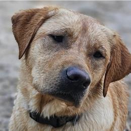Cypress - Labrador Retriever
