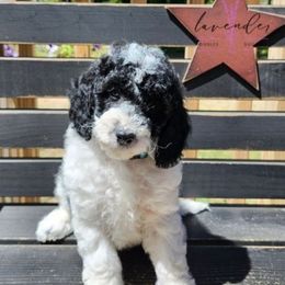 Banner - Black and white male Cockapoo puppy in Mancelona, Michigan from Lavender poodles & doodles