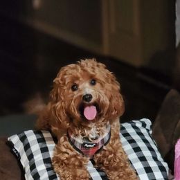 Maize - Cavapoo