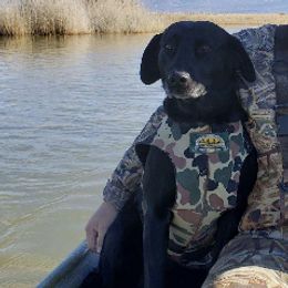 Labrador Retrievers from Nicole's Labs