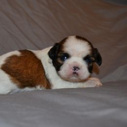 Shih Tzu Puppies from Moore Shih Tzus