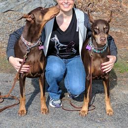 Doberman Pinscher All Grown Up from Kettle Cove Dobermans
