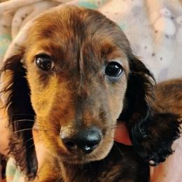 EUGENE - Brindle male Dachshund puppy in Paradise, Texas from C and J Minis