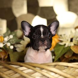 Nesta - Brindle and white female French Bulldog puppy in Twin Falls, Idaho from Whispering White Pines Labradors