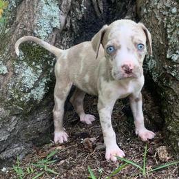 Peach collar male - Blue merle male Catahoula Leopard Dog puppy in Gadsden, Alabama from Rich Cat’s