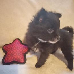 Duchess - Black parti female Pomeranian puppy in Wanette, Oklahoma from Council Creek Cuties