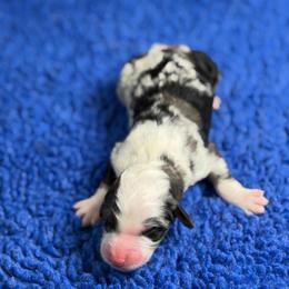Oliver - Blue merle male Bernedoodle puppy in Burbank, Ohio from Berns & Doodles