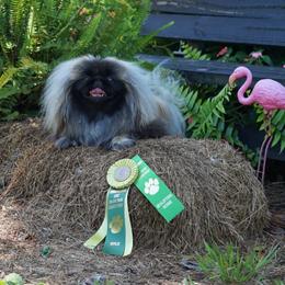 Asya - Pekingese